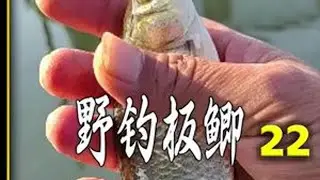 鹅鹅鹅，有鹅的位置必定有鱼#原来钓鱼才是运动顶流 #野钓鲫鱼 @DOU+小助手