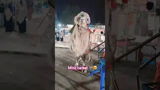 I saw mini camel 🐪 first time || camel breeds || mini camels 🥰 #camel