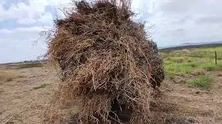 Trator caseiro carregando capim para alimentar o rebanho bovino