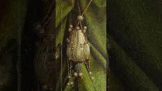 Портрет Арнольфини, короткий 2