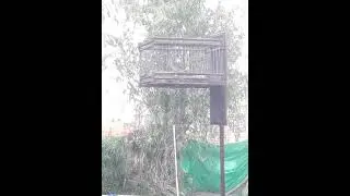 Jilguero blanco para base