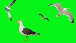 GREEN SCREEN seagull Bird fly effects Footage HD | bird flying chroma key