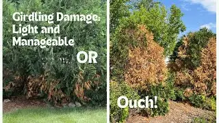 Girdling Damage On Techny Arborvitae
