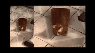 gato cuadrado