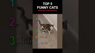 TOP 5 FUNNY CAT CLIPS😹 #funnycats