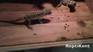 Feeding 30 Bearded Dragons