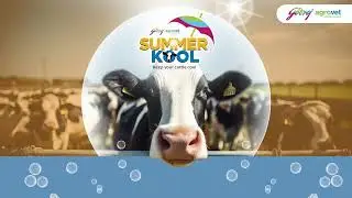 Beat the Heat with Godrej Agrovet Summer Kool | Best Cattle Feed Supplement for Indian Summers 🐄☀️