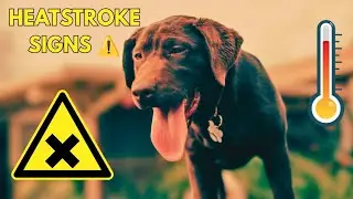 Dog Heatstroke Symptoms You Should NEVER Ignore | Vet-Approved Summer Guide 🐶☀️