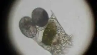 Keratella