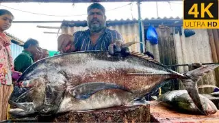 Paarai fish cutting video /fishcuttingrs#fish #kasimedu #fishcuttingrs 