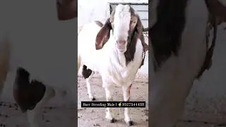 Big Size Boer Breeding Male l 🤙9527544433 #Boergoats #goatfarming #youtubeshorts #shortvideo #shorts
