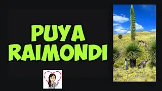🔴🌵LAS PUYAS RAIMONDI🍁🇵🇪 la #planta con más #flores en el mundo 😱