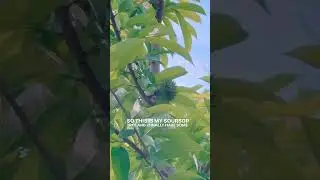 Soursop leaves tea (Annona muricata, graviola) is popular for antioxidants, but evidence is limited&hellip;