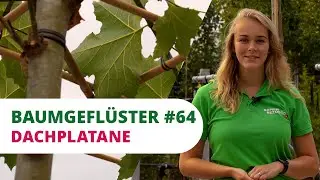 Baumgefl&uuml;ster #64 | Dachplatane
