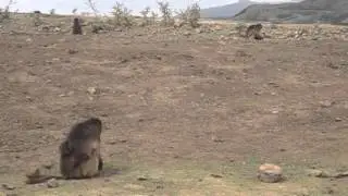 Simien Mountain Baboons