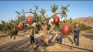 From Barren Desert To Fruit Paradise &ndash; This Red Date Story Is Unreal