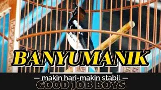 NGERI,,, FULL POWER!!! anis kembang banyumanik kerja full power sobek-sobek dengan speed mesin jahit