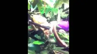 Chameleon fail