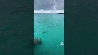 Wasservilla mit Glasboden 😍 #malediven #maldives #reisetipps  #watervilla #luxurytravel #luxurylife