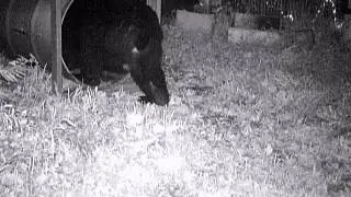 クマ捕獲