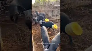 These Pigs Eat Better Than Me! 🎃 The Ultimate Pumpkin Feast! 🐷 #farm #pig