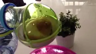 habitrail ovo cage tour