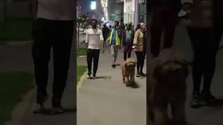Addis Ababa 4k Bole Street #shorts #shortvideo #shortsfeed