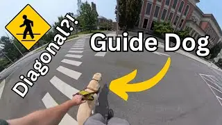 My Guide Dog Navigates A College Campus