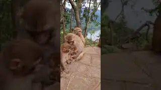 Feeding a group of monkey Bakery items cake bread buns  A real man feeding group of monkey 46