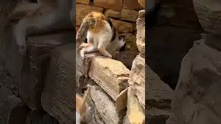 Amazing Cat Lovers Club! 😍😻 Ultimate DIY Video Tutorial!