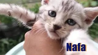 ANAKAN BENGAL INI GANTI NAMA! ADA SYAHRONI, NAFA, SRIMUL, TITIEK, DAN PUAN