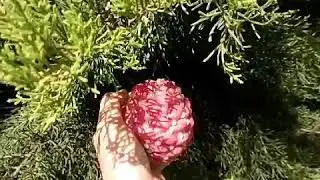 Easy Pistha Shell Craft/ How to make Pistha Shell Ball