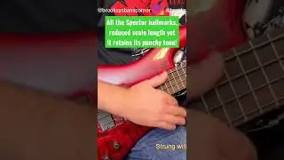 Spector Bantam Short-Scale 4-String Slap Demo #shorts #spectorbass #spectorbantam