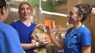 An Overview Of CityVet