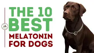 The Best Melatonin for Dogs Ultimate Guide