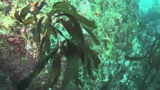 Point Lobos Marine Protected Areas