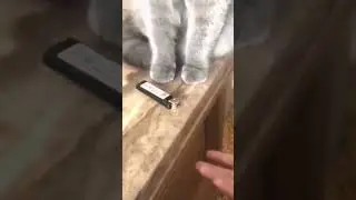 Purrfect moments #PetLovers #PetVideos #PetsAndFun