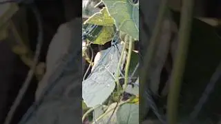 A NATURAL BLOOD PURIFIER, DETOXIFYING  CATALYST AND LAXATIVE( POINTED GOURD LEAVES)