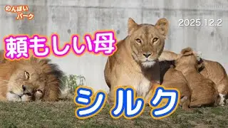 【のんほいパークライオン】肝が据わった年上女房🐱頼もしいシルクの子育て🦁 家族に信頼される父アース🍀Reliable Mom🧡