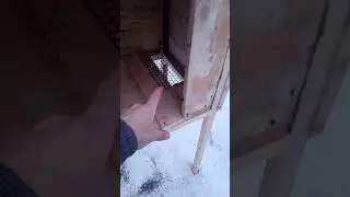 #кролики