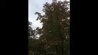 Herbstlied ( Nu kummt de Tied weer ) - Fiede Kay