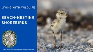 Living with Wildlife: Beach-nesting Shorebirds