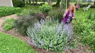 Take a Walk with Tavia #19 - 'Walker’s Low' Catmint