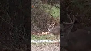 Did you make a one lung shot?🏹 #deer #deerhunting #bowhunting