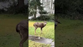Saddest Injured Buck #skookumike #deer #ocean shores #nature