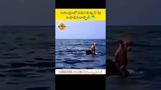 Dolphin saves dog... 🥰 #savedogs #savelife #shorts #trending #animals #animallover #lifeofanimals