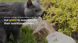 Decoding Feline Behavior: Why Do Cats Eat Grass