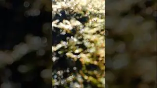 Nature&rsquo;s shimmer🌿✨