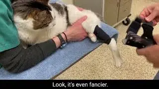 Placing & Removing Custom Orthotic - Jack Cat - Veterinary Specialty Center