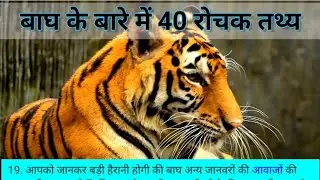 बाघ के बारे में 40 रोचक तथ्य | amazing facts about tiger | #facts #factsinhindi #tiger #hindi